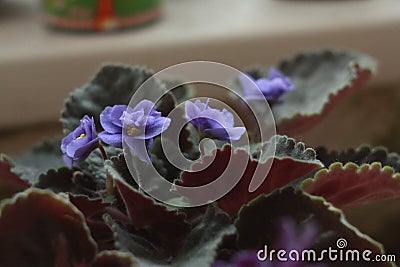 Volumetric terry lush indoor home blooming violets. Stock Photo