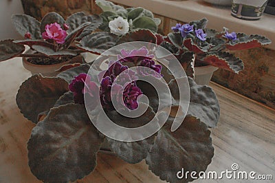 Volumetric terry lush indoor home blooming violets. Stock Photo