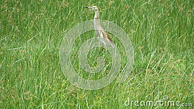 Beautifull waterbird Stock Photo