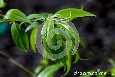Beautifull young blooming plant by the spring Stock Photo