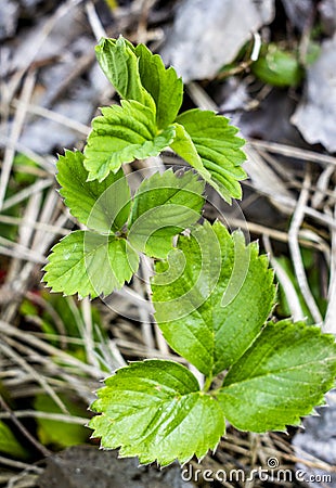 Beautifull young blooming strawberry by the spring Stock Photo