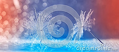 Beautifully abstract macro dandelion seeds on a colored bokeh background, border. Delicate spring art image. Selective soft focus Stock Photo