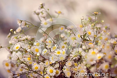 Beautifully blooming chamomile in the meadow Stock Photo
