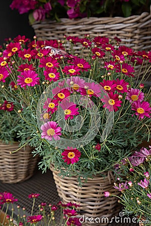Beautifully blooming Dimorphoteca or African daisies in magenta color potted in the greek garden shop - springtime. Stock Photo