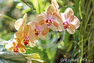 The Beautifully blooming ocean orchid Stock Photo