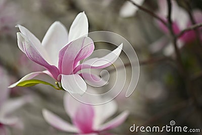 Beautifully blooming spring magnolia tree. Magnolia Stock Photo