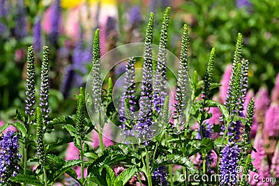 Beautifully blooming Veronica Latin - Veronica Stock Photo