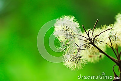 Beautifully blossomed white flowers - Image Stock Photo