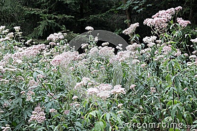 Beautifully blossomed wild pink flowers Stock Photo