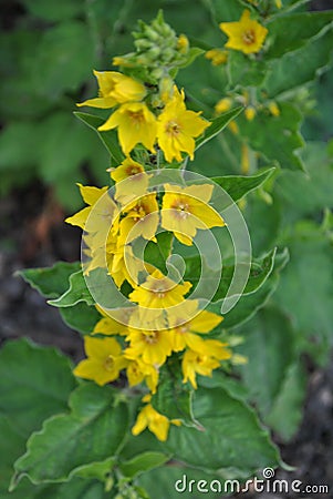 Beautifully blossomed yellow flowers in the garden Stock Photo