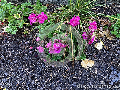 Brilliant Pink Flowers in a Flowerbed on a Rainy Day Stock Photo