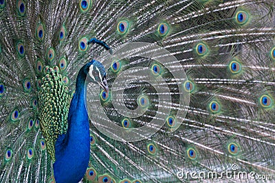 Peacock with bright plumage and feathers on display Stock Photo