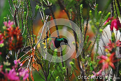 Africa- Harold Porter Park- A Beautiful Double Collared Sunbird in Flowers Stock Photo