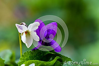 Purple and white flower vial close-up Stock Photo