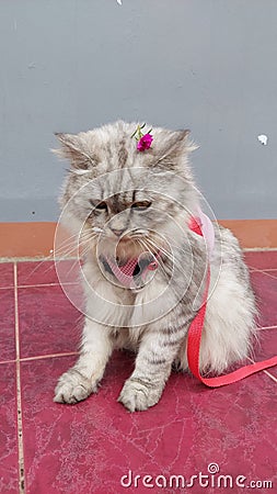 Beautifully groomed female kitten Stock Photo