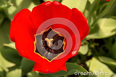 Beautifully made flower Stock Photo