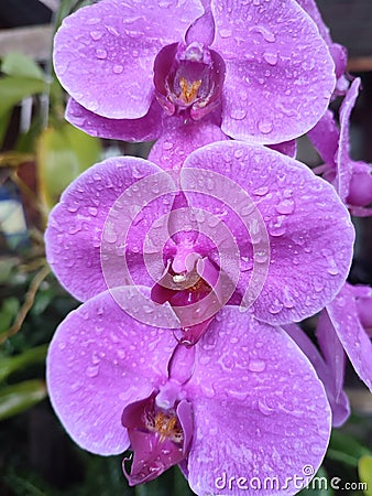 Beautifully Orchid Flower Stock Photo