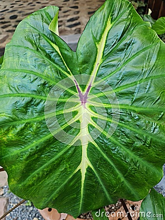 Beautifully patterned green Caladium leaves the middle is purple. Stock Photo