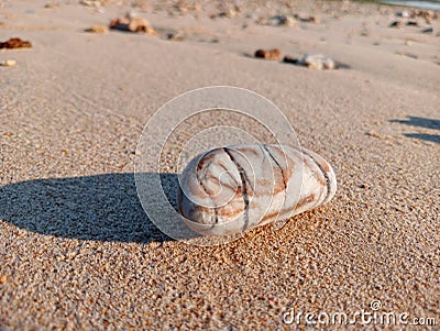 Beautifully patterned stones lying on the damp sand on the beach Stock Photo
