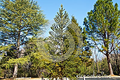 Beautifully shaped beautiful Monkey puzzle tree. Stock Photo