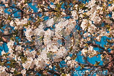 Beautifully styled pear blossom branches colored in analog scheme on blue sky background Stock Photo