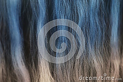 Beautifully styled wavy multicolored shiny curls. Hair coloring in bright shades. Hairdressing procedures, hair Stock Photo