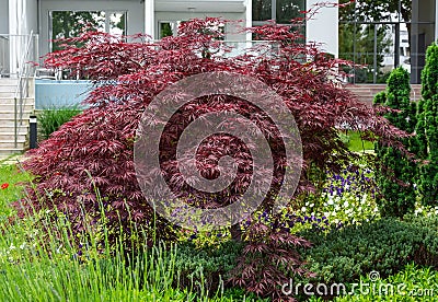 Beautiful red marple Acer palmatum in garden Stock Photo