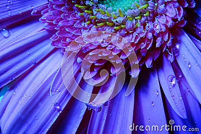 Macro Gerbera Flower, Water Droplets Stock Photo