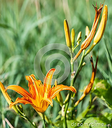 Beautifyl Hemerocallis fulva or tiger daylily in a green meadow Stock Photo