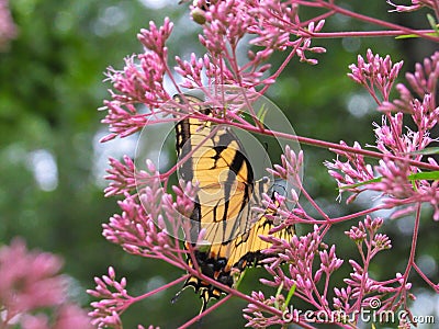 Beautifyl Yellow and Black Butterfly on Pink Flowers Stock Photo