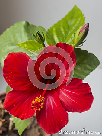 Beautilful flower of a red hibiscus,chinese rose Stock Photo