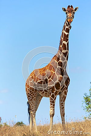 Beautilful masai girafe at a samburu Stock Photo