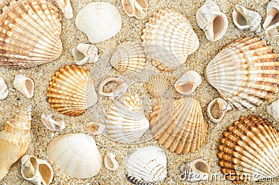 Beautiul seashells on the sand. Beach background. Top view Stock Photo