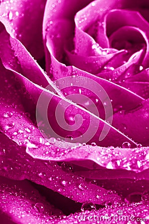 Beautiul violet pink rose Stock Photo