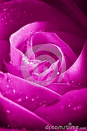 Beautiul violet pink rose Stock Photo