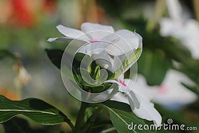 Beautiful singled out flower in natural lighting Stock Photo