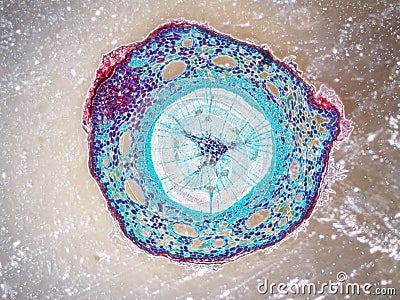 Beauty of biological science under microscopy Stock Photo