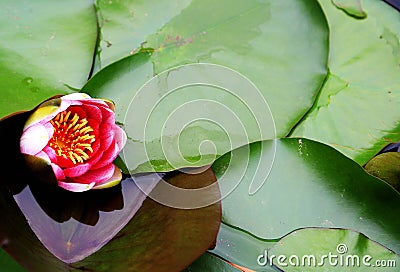 The beauty of Blooming lotus in summer season Stock Photo