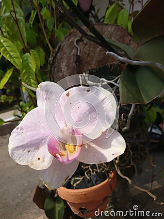 Beauty blooming moon orchid or Phalaenopsis amabilis with white petals in garden. Stock Photo