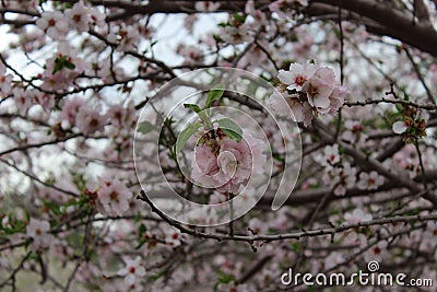 Beauty blooms almonds Stock Photo