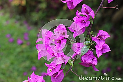 The beauty of the bright pink bougainvillea blooming Stock Photo