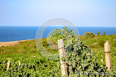 The beauty of Bulgarian nature. Endless vineyards Stock Photo