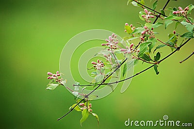 Beauty bush blooming in spring Stock Photo