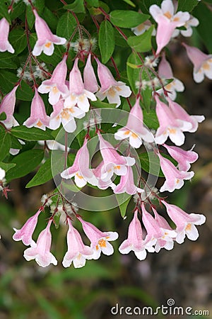 Beauty Bush Stock Photo