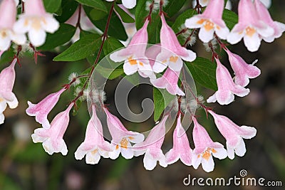 Beauty Bush Stock Photo