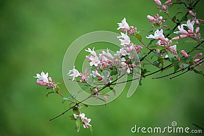 Beauty bush flowers blooming in spring Stock Photo