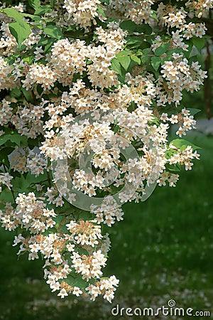 Beauty Bush flowers Stock Photo