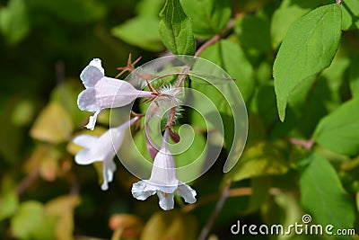 Beauty bush Pink Cloud Stock Photo