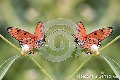 Beauty butterfly couple on plant nature insect Stock Photo