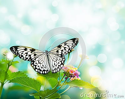 Beauty butterfly on leaf. Stock Photo